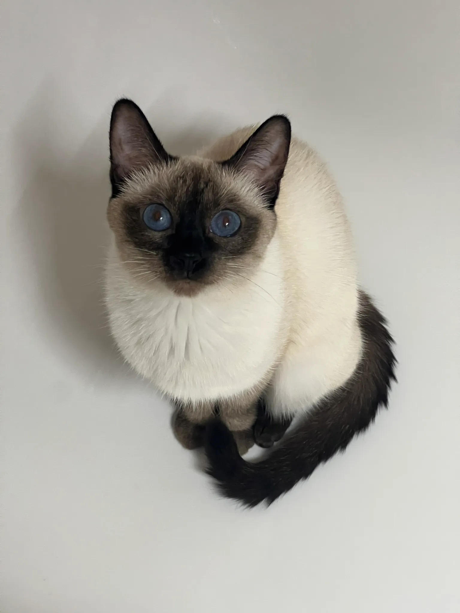 Thajská kočka Chelsea Inky Blue Seal point 2