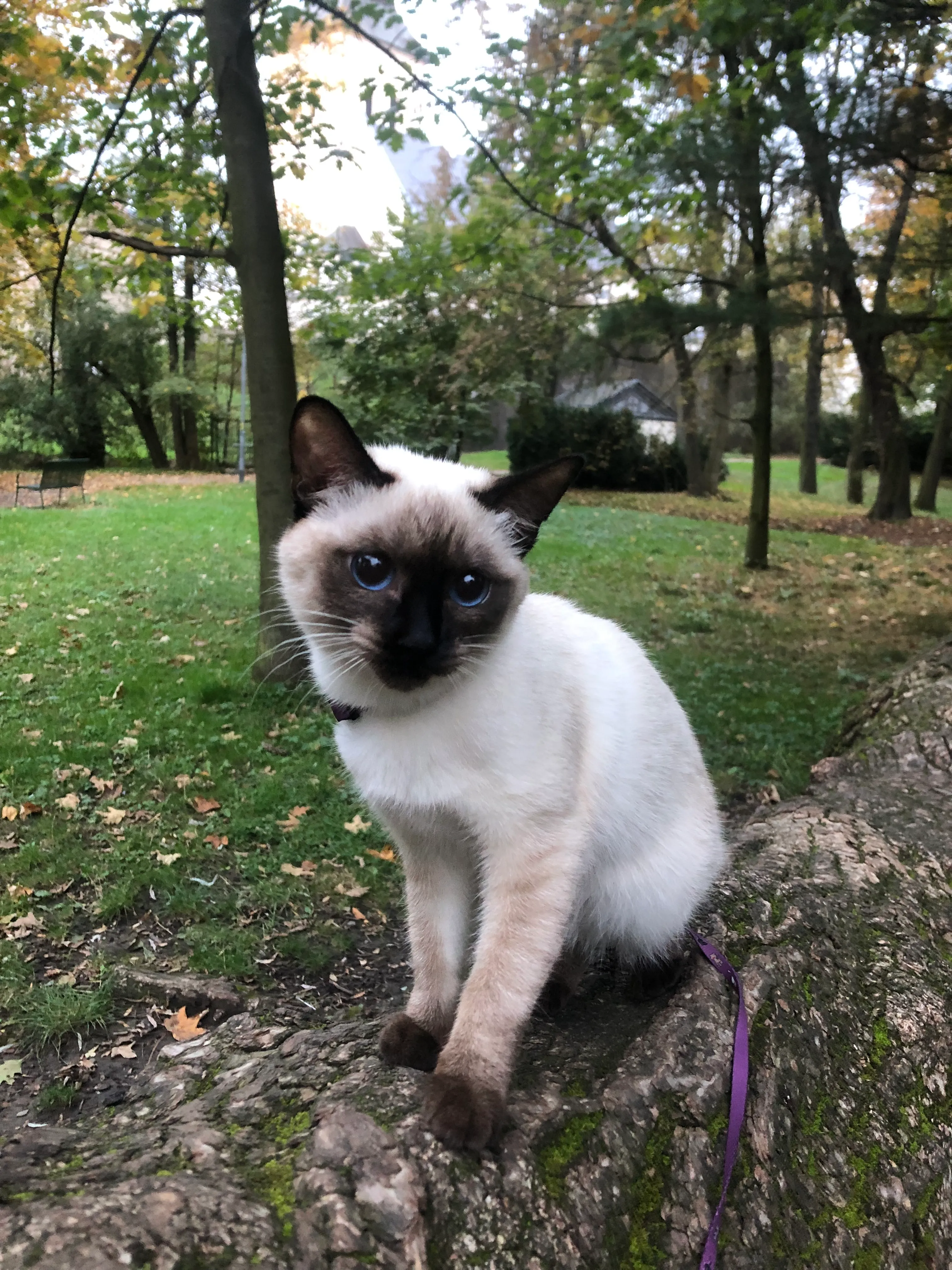 Thajská kočka Chelsea Inky Blue Seal point 4