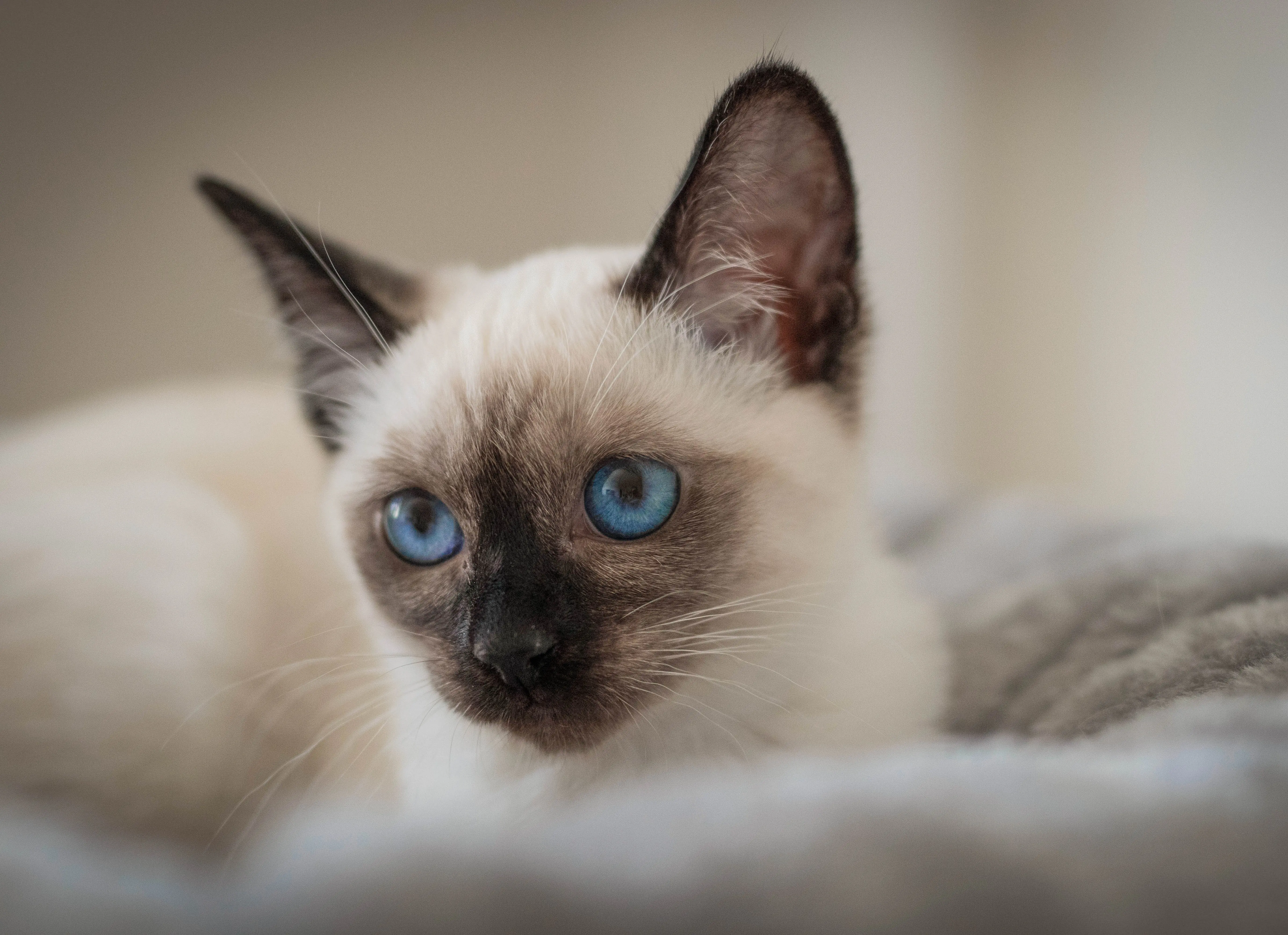 Thajská kočka Chelsea Inky Blue Seal point 5