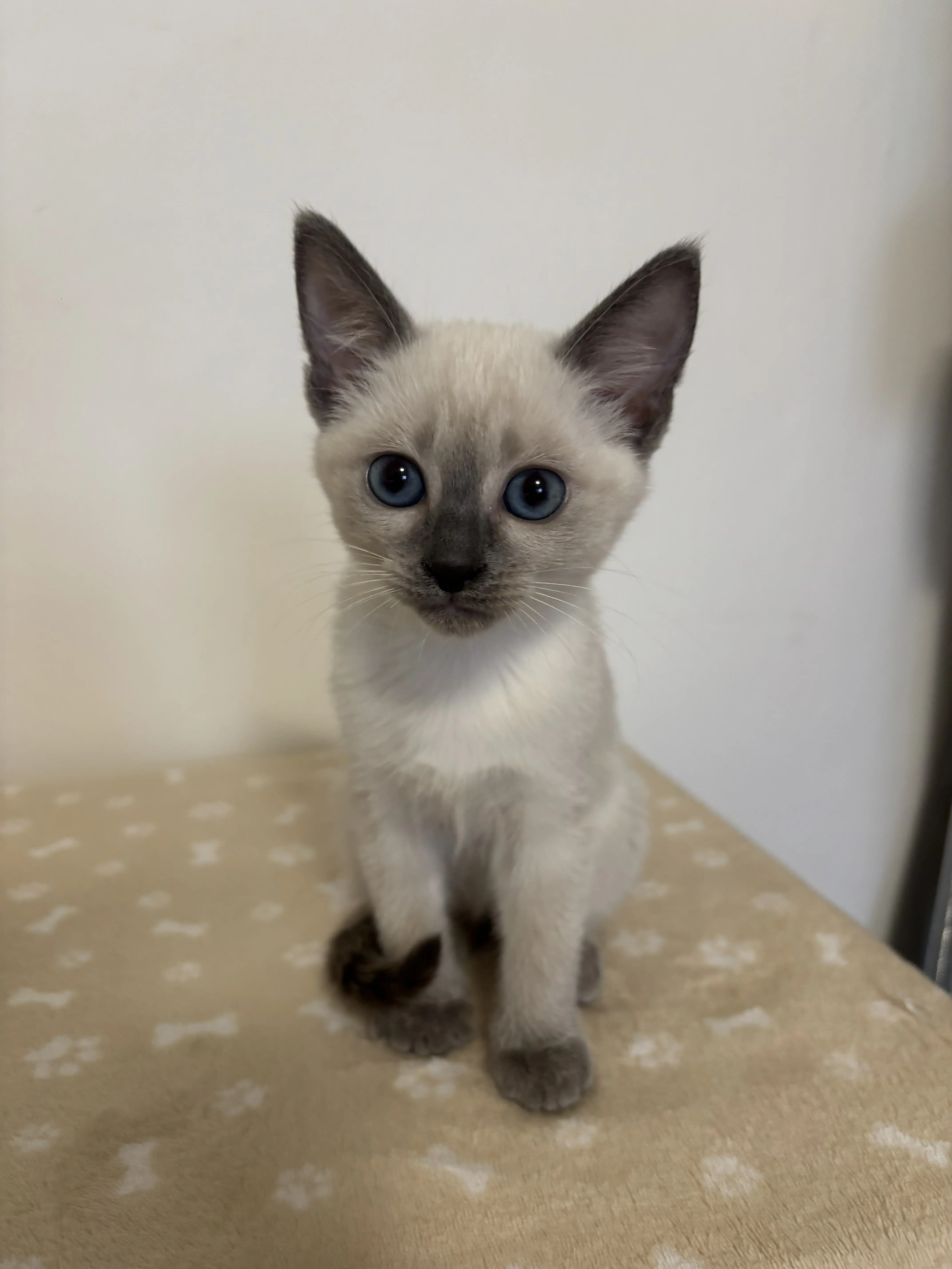 Thajske kocky vrh A - foto 7