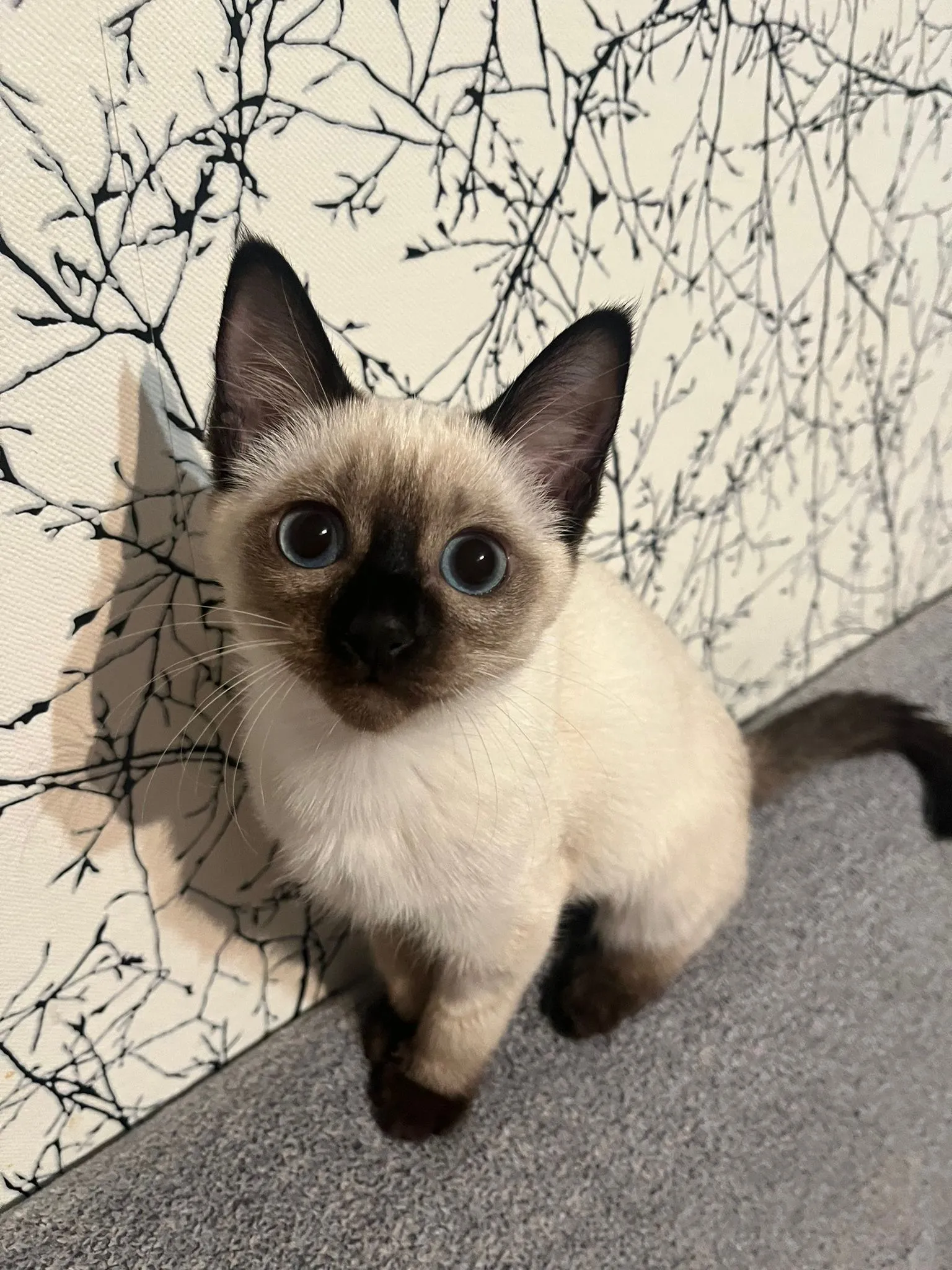 Thajske kocky vrh A - foto 8