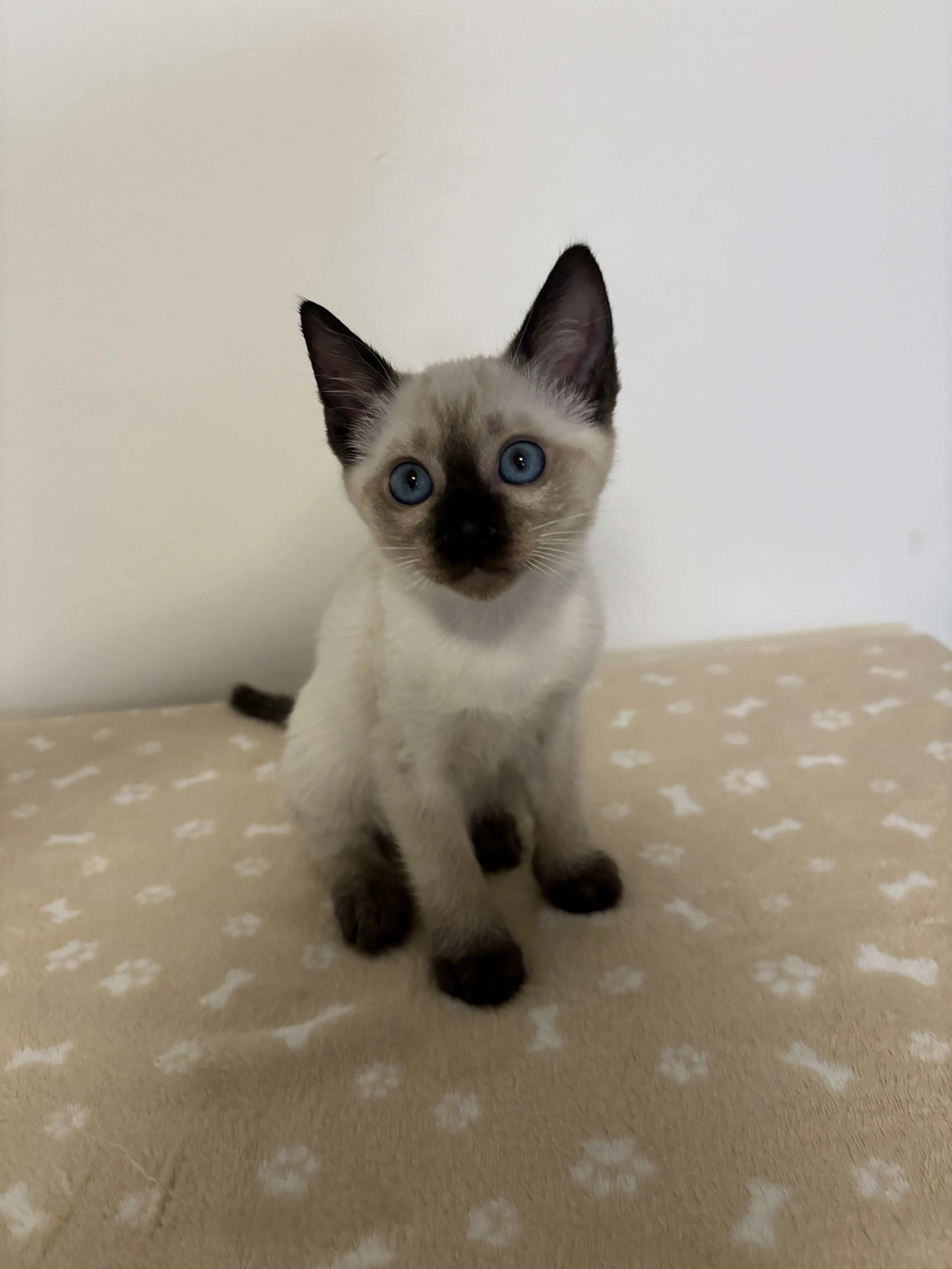 Thajske kocky vrh A - foto 9