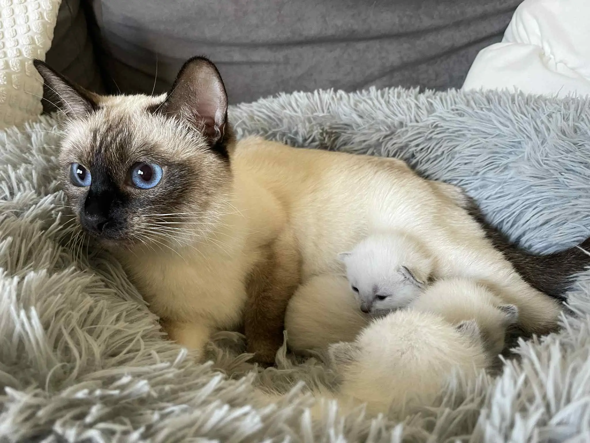 Thajske kocky vrh A - foto 1