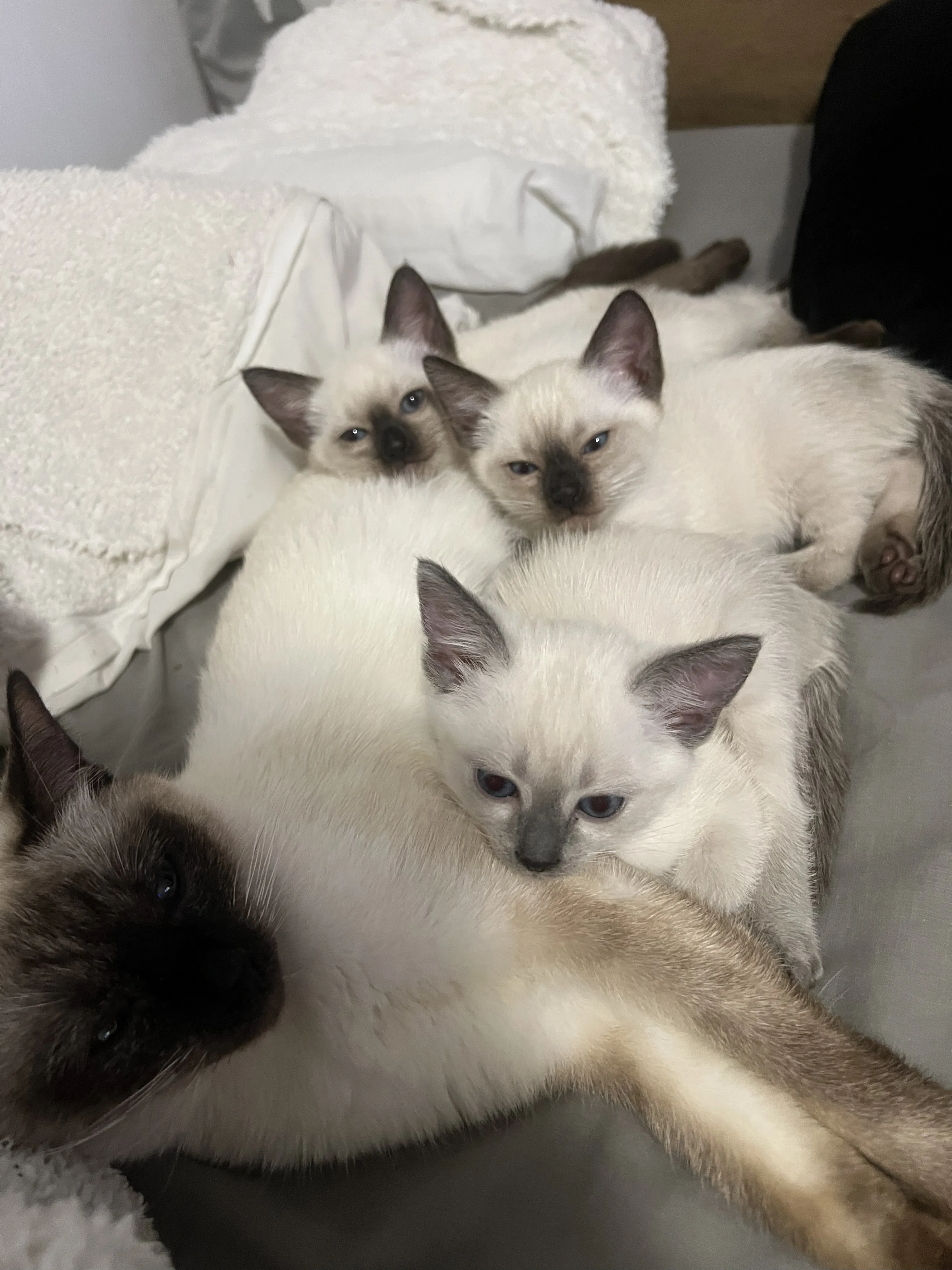 Thajske kocky vrh A - foto 2