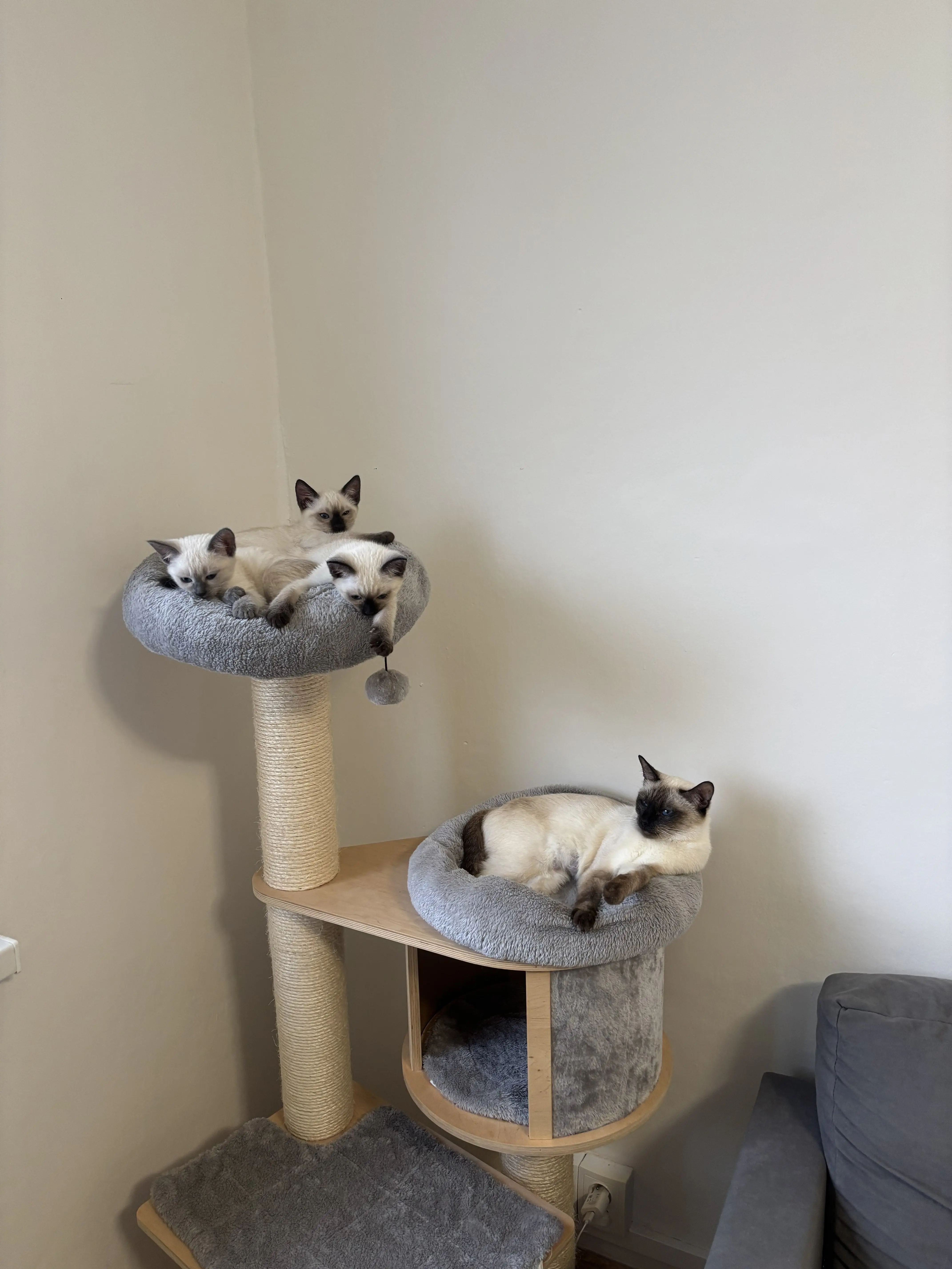 Thajske kocky vrh A - foto 3