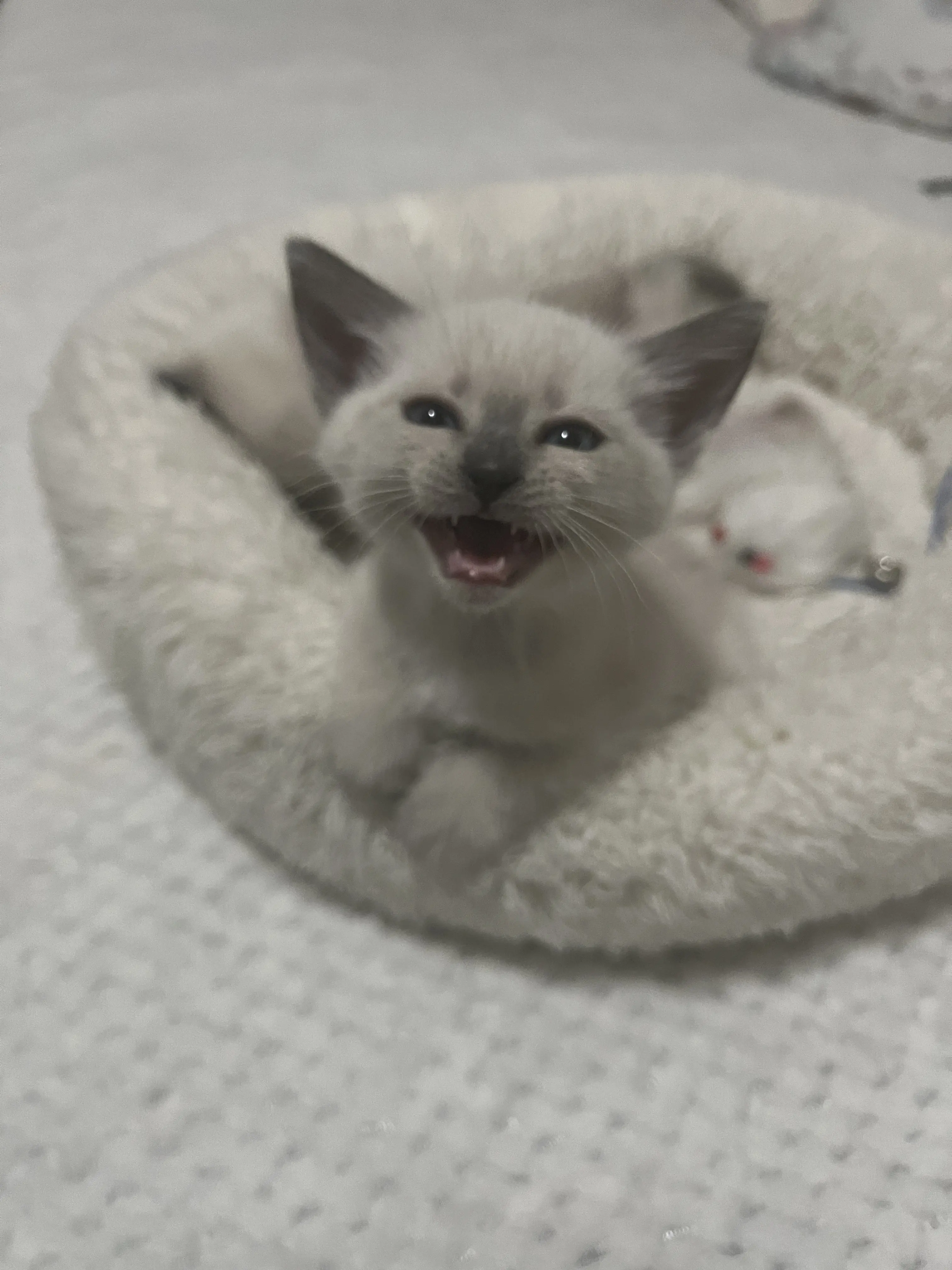 Thajske kocky vrh A - foto 4