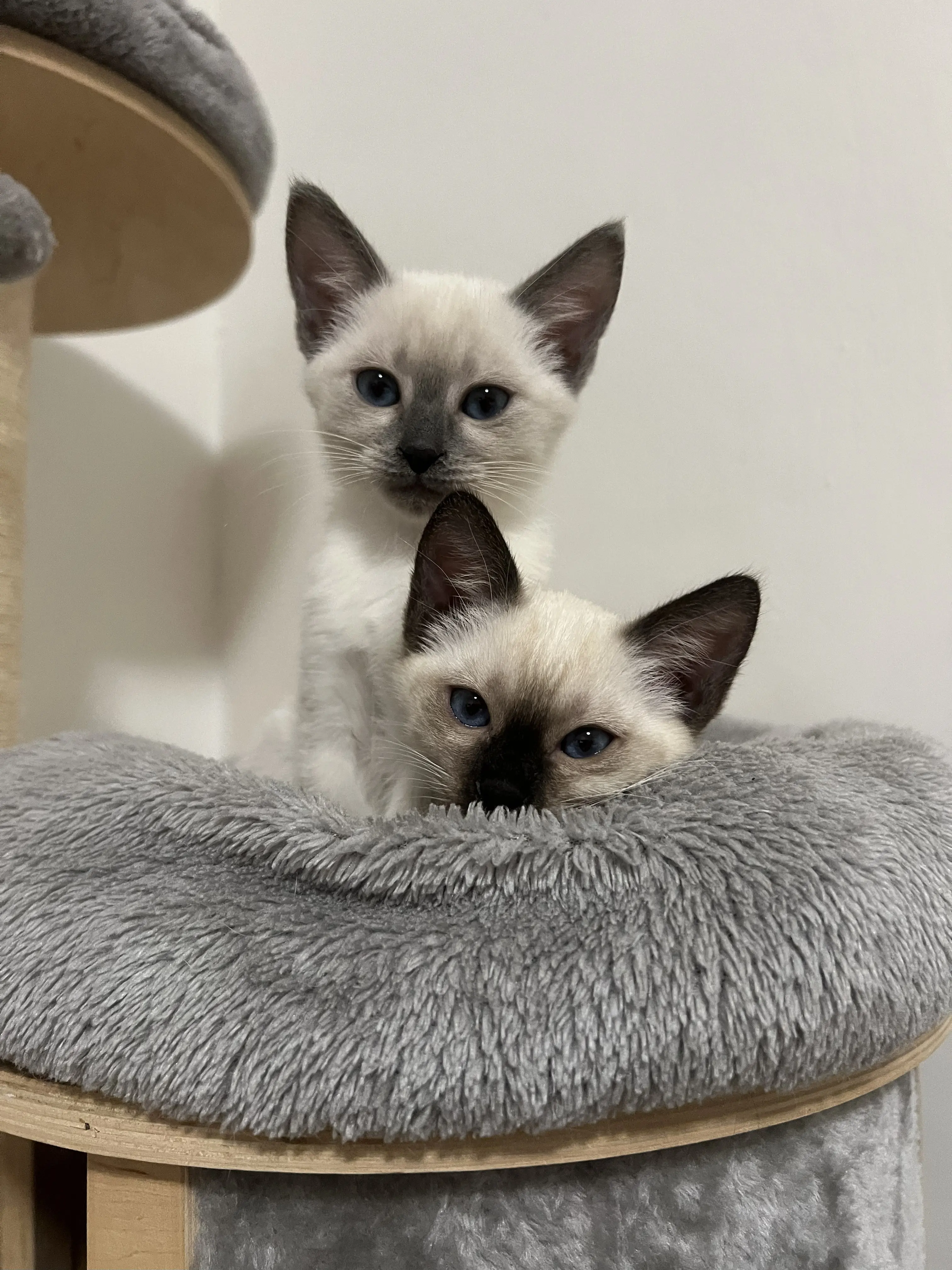 Thajske kocky vrh A - foto 5