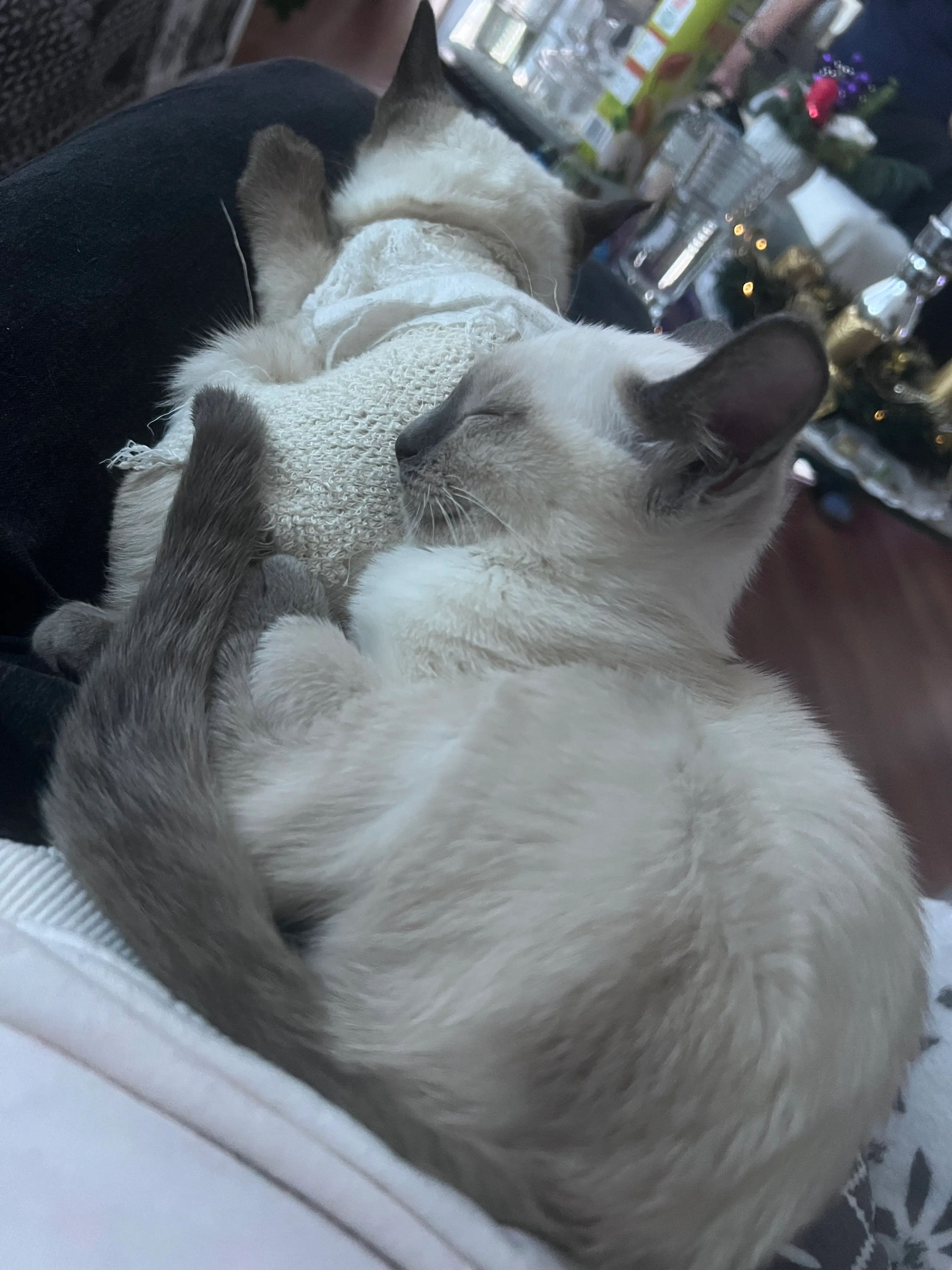 Thajske kocky vrh A - foto 6